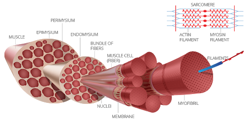 Cellular Agriculture: What is it precisely, and how can we leverage ...