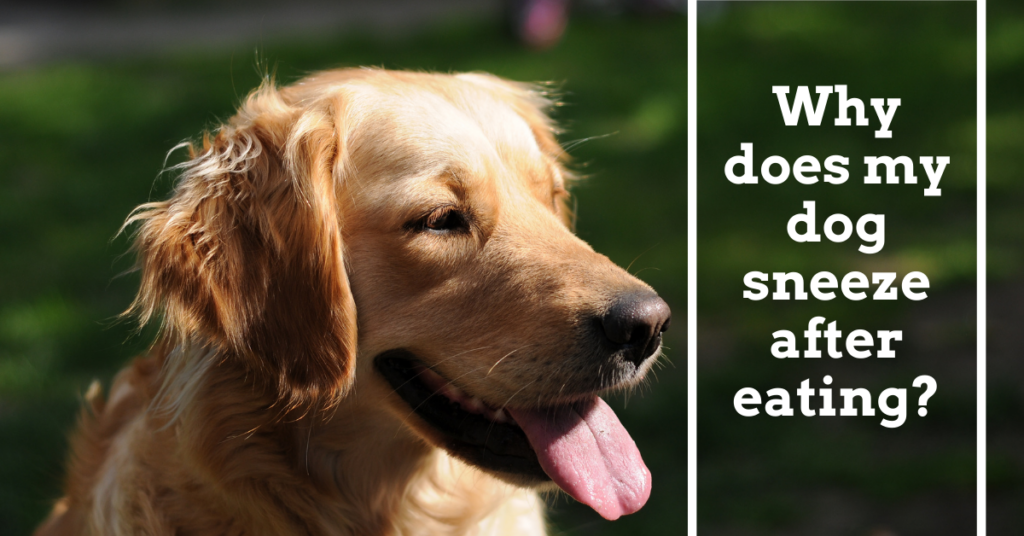 What Does It Mean When A Dog Sneezes Blood