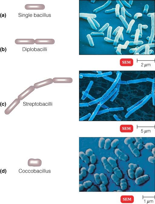 Morphology of Bacteria by Biology Experts Notes Medium