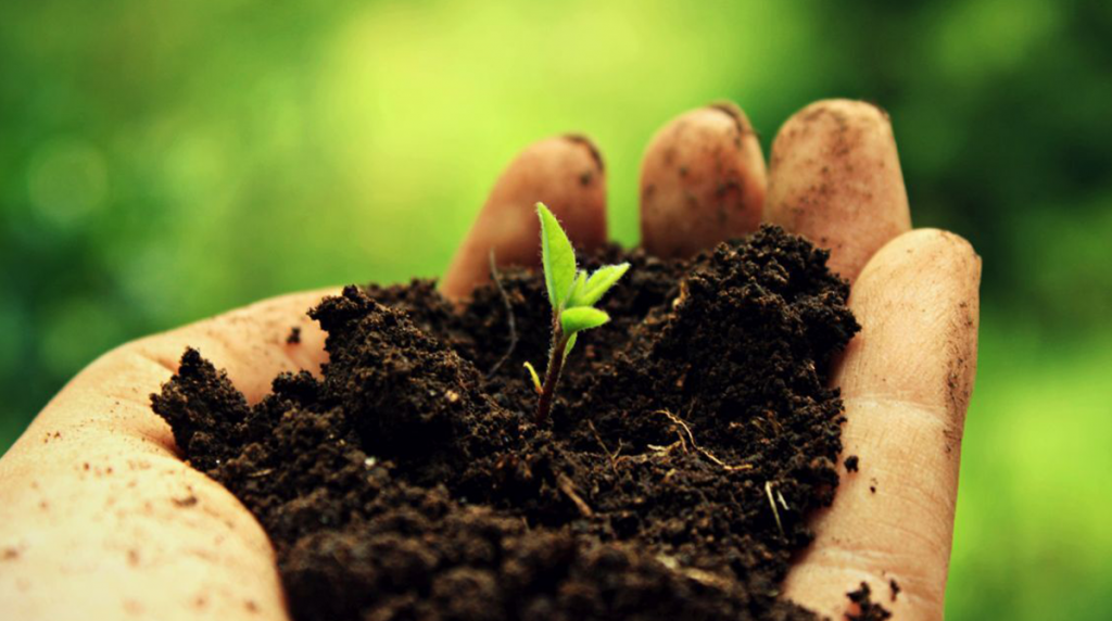 HERE’S THE DIRT: UNDERSTANDING SOIL HEALTH  by Nancy  Medium