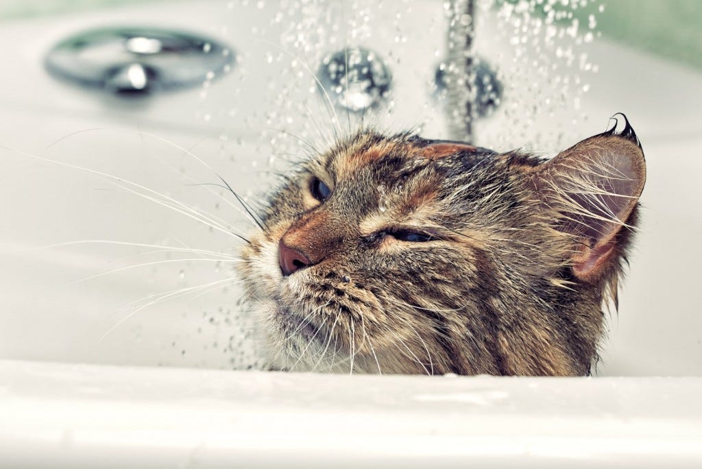 How To Wash A Cat. Bath time for cats can be very tricky… by Simpsons