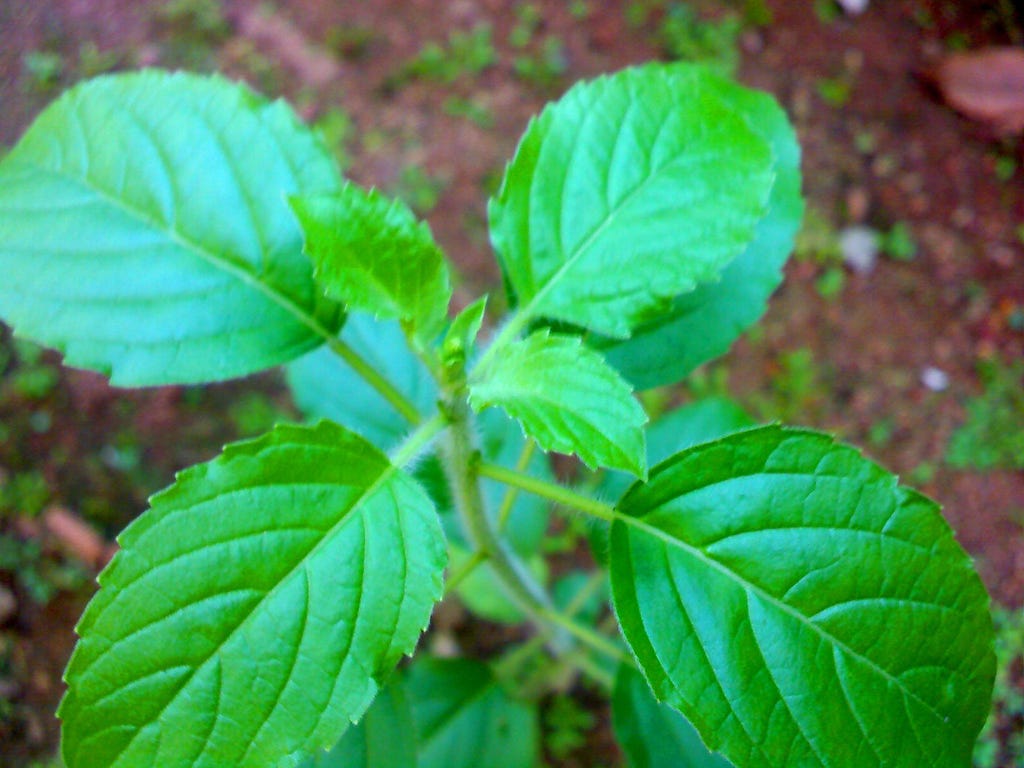 herbs for glowing skin - Tulsi