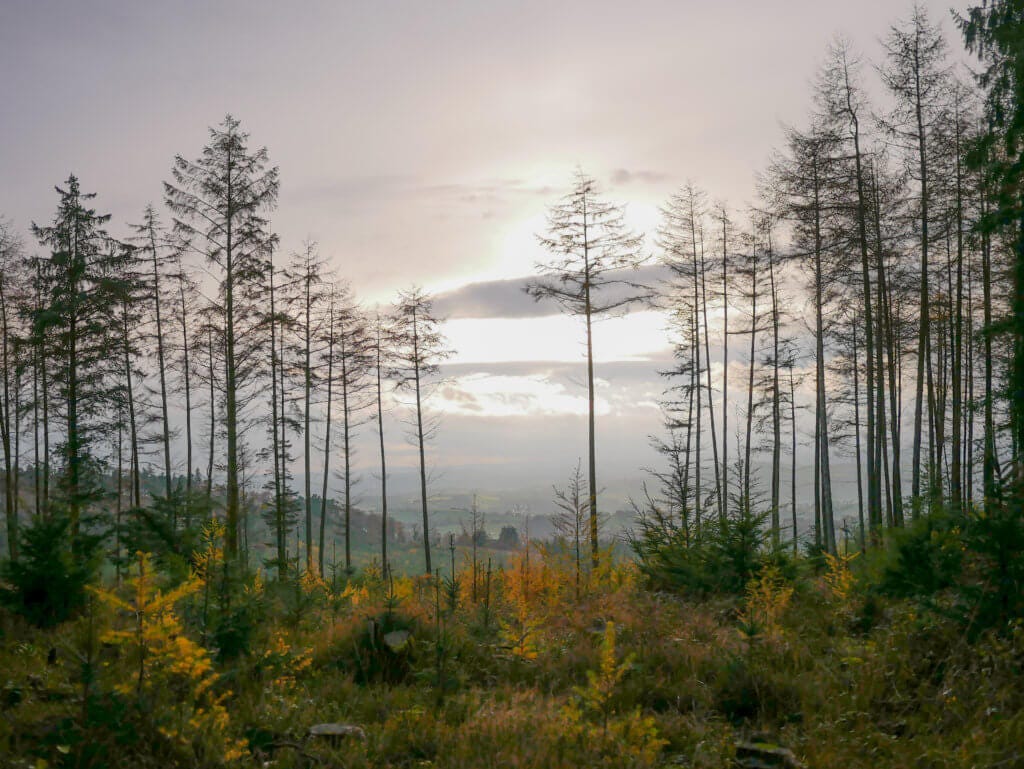 haldon bike trails