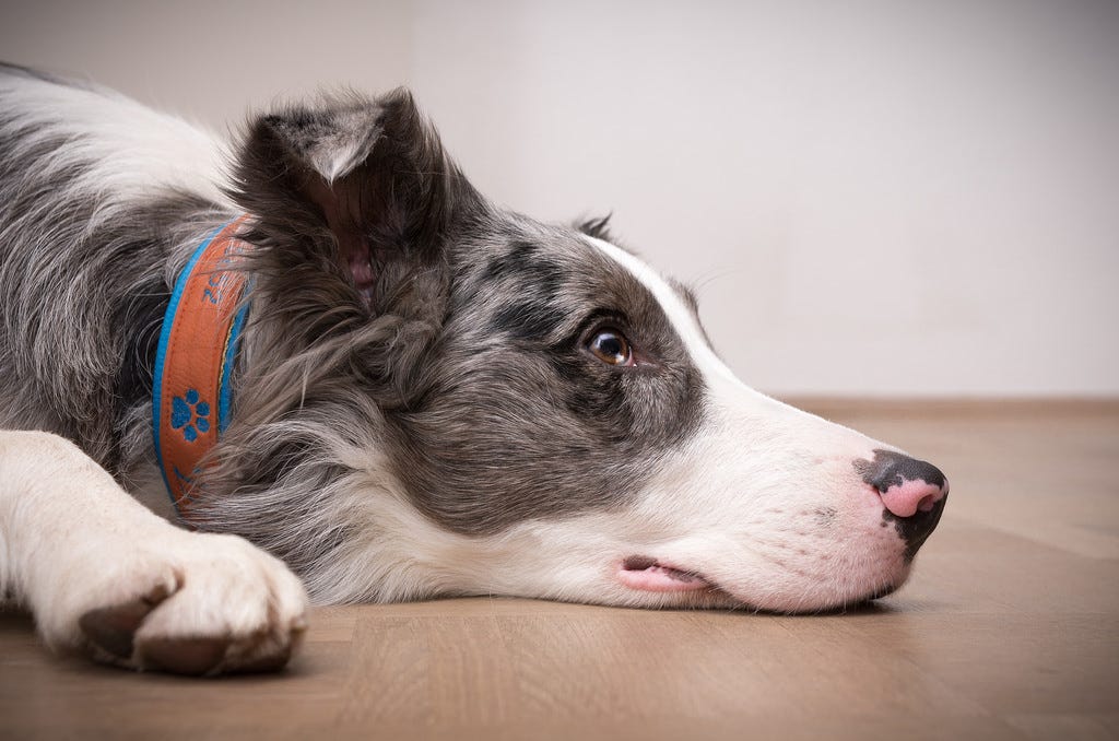 Best Way To Clean Dog Hair Off Hardwood Floors Largereviews Medium