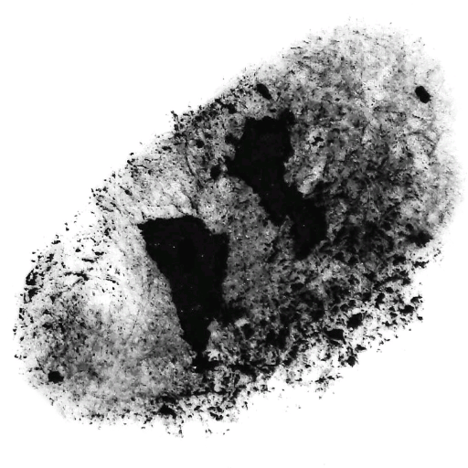 How To Make A Custom Brush Stamp And Grain By Concepts App Medium