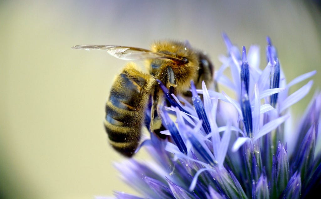 Humble Bee, Nature’s Reflection Photography