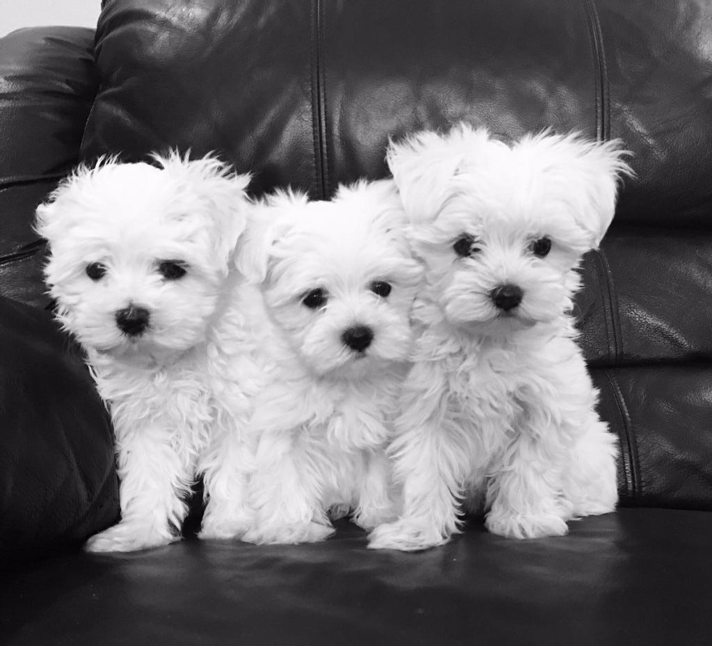 black and white maltese puppies for sale
