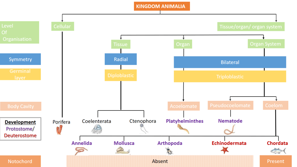 ANIMAL KINGDOM | by Ramneet Kaur | Medium