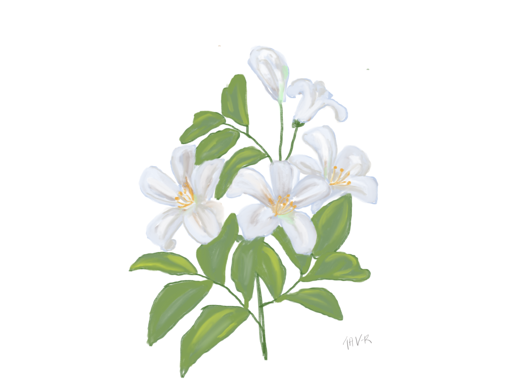Featured image of post Easy Sampaguita Flower Drawing A manual for the amateur and basis of the study for the professional artist