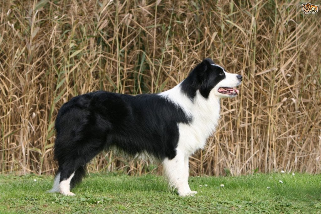 border collie training school