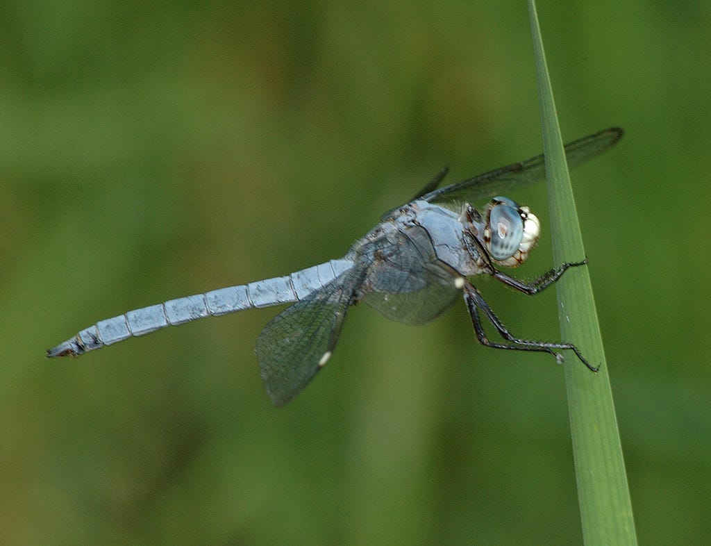 Watch: Dragonflies: The flying aces of the insect world.