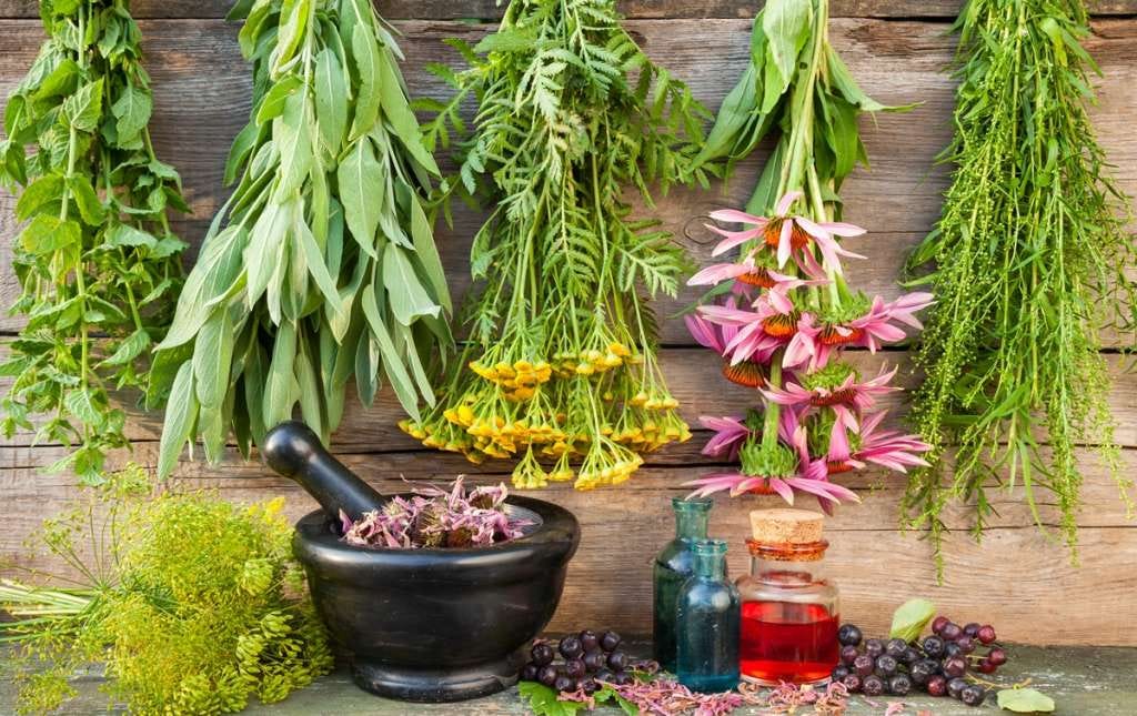 How to Keep Adrenal Health Well with Herbs.