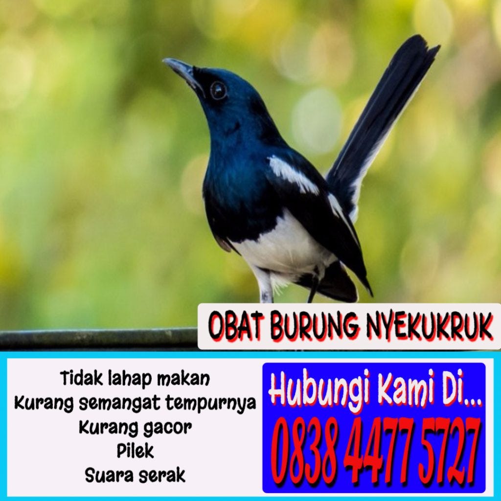 20++ Burung kicau murah meriah terupdate