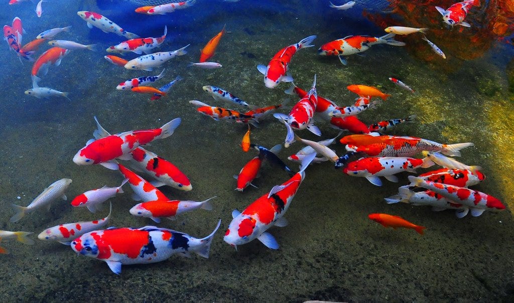 Cost Reduced on Most Expensive Japanese Koi Fish Online | by Keela