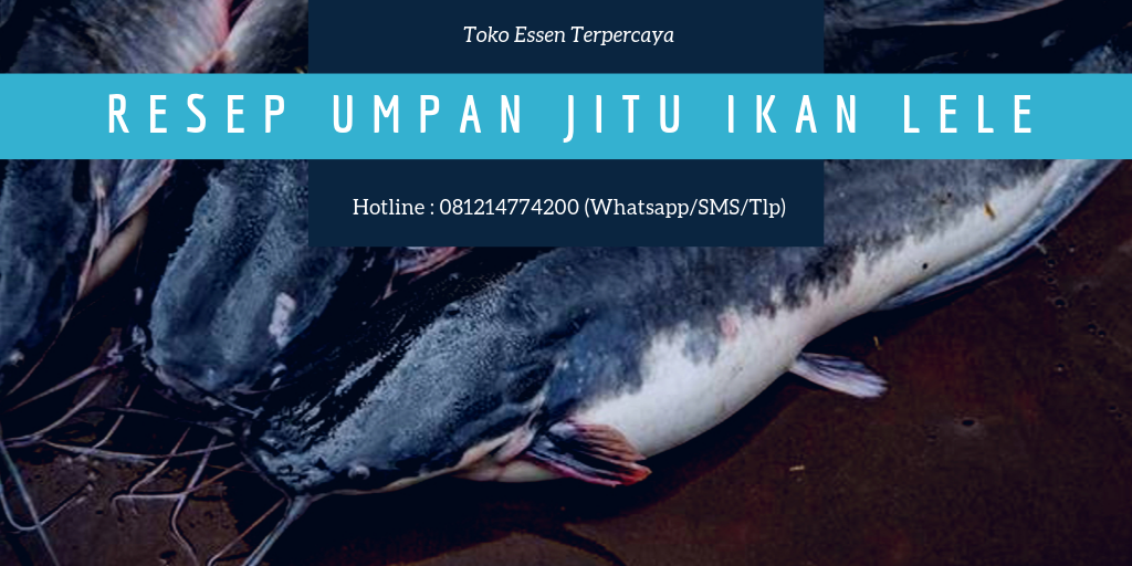 Resep Umpan Jitu Ikan Lele Paling Mantap Rahasia Para Juara