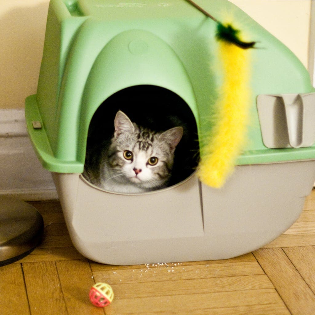 how often should you replace cat litter box