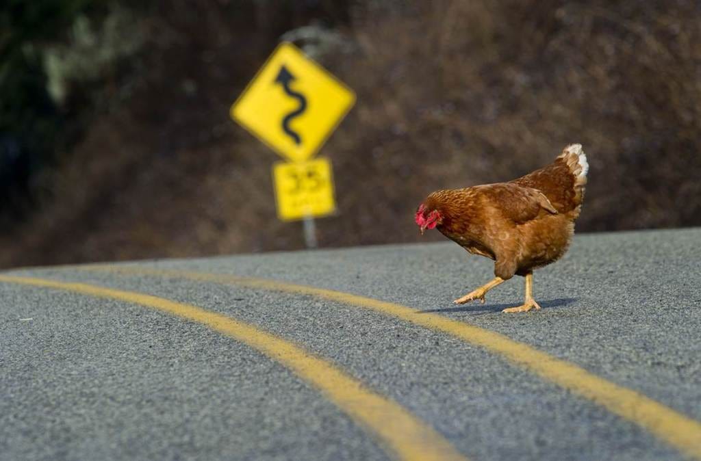 Why Did The Chicken Cross The Road By Matt Fotis Satire The State Medium