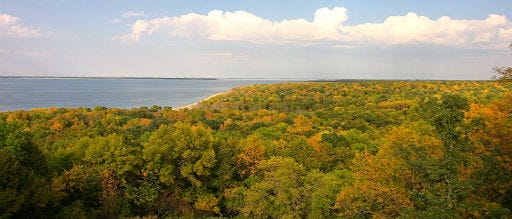 View of a tree-covered sloping hillside next to a lake. The trees are in full autumn foliage.