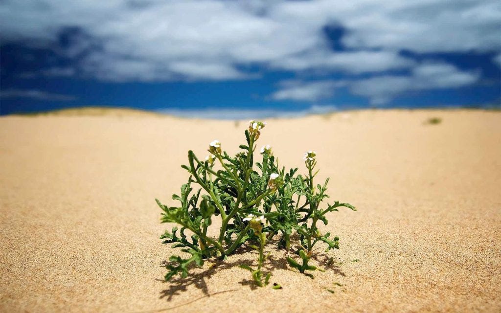 نباتات تعيش في الصحراء