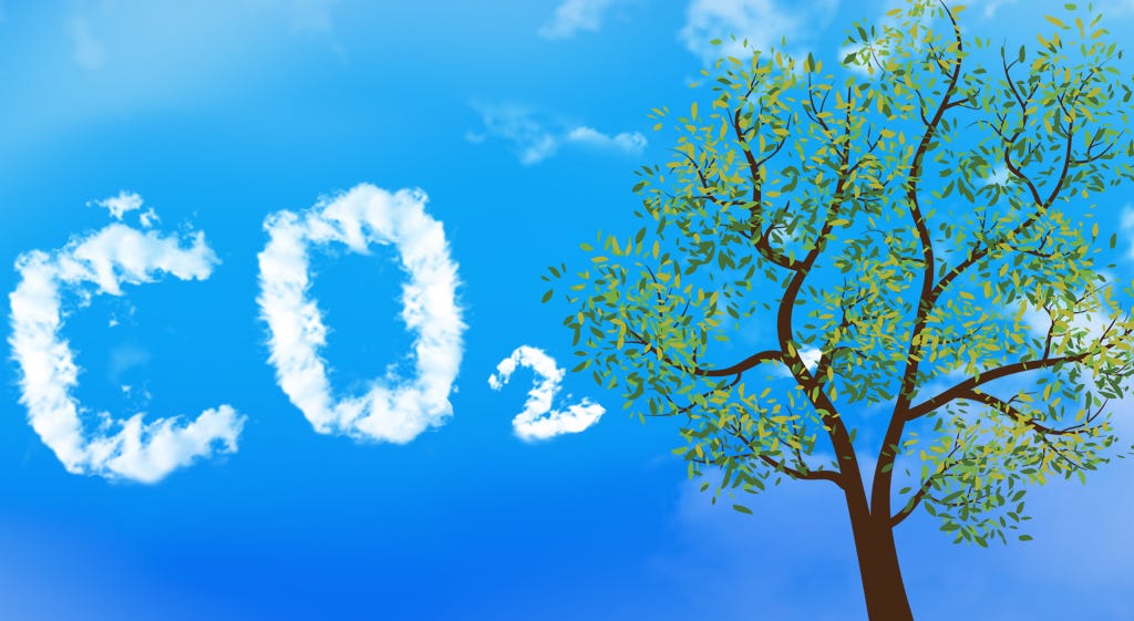 Trees And Carbon Dioxide What Is The True Connection