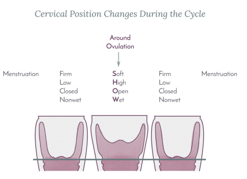 How to Use Natural Family Planning for Preconception | by Clara Bitcon Bailey | Medium How to Use Natural Family Planning for Preconception | by Clara Bitcon Bailey | Medium