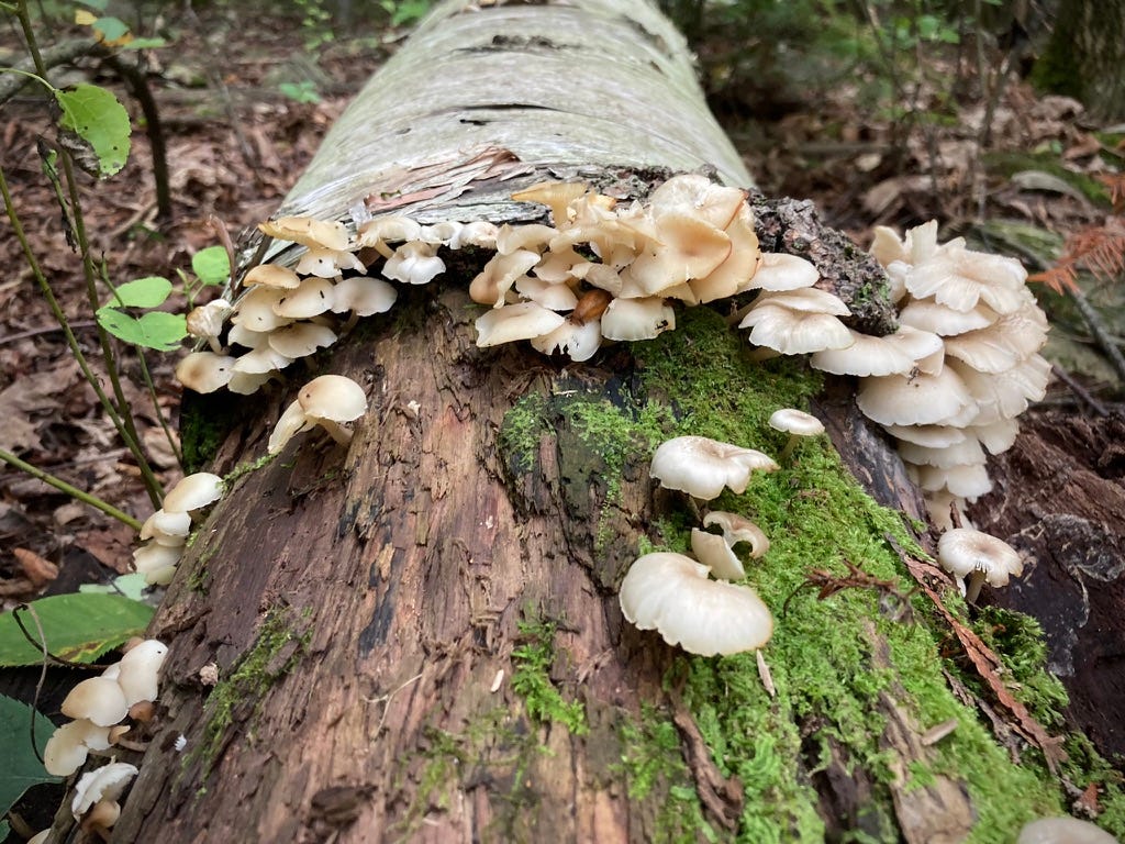 my-word-for-the-year-is-mischief-mirth-magic-and-mushrooms-by