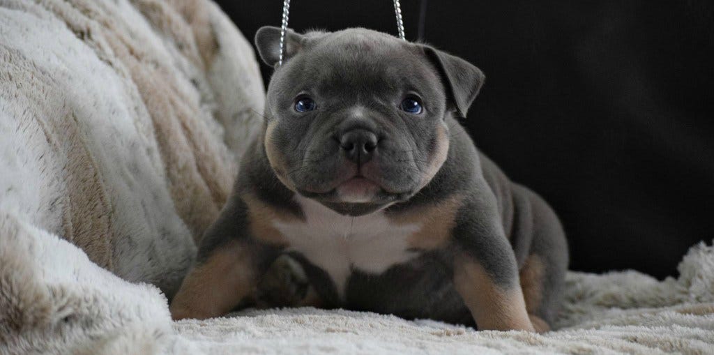 pocket bully breed info