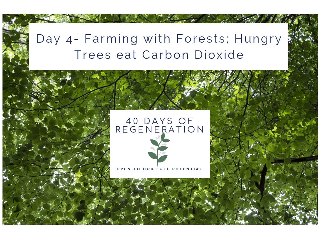 Day 4 Farming with Forests; Hungry Trees eat Carbon Dioxide by Jon
