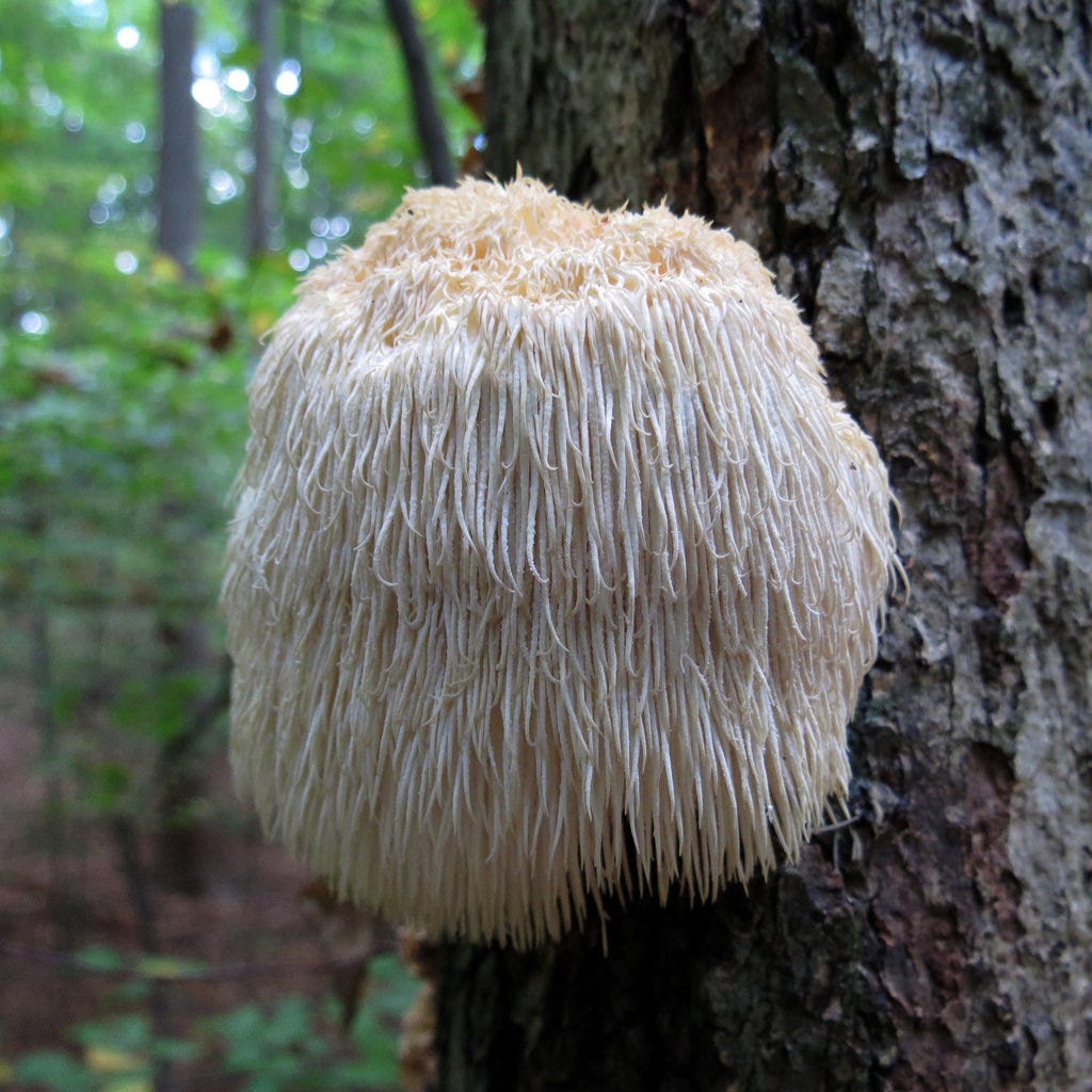 3 Reasons To Use Lions Mane Mushroom By Bipedal Simian Medium 3 Reasons To Use Lions Mane Mushroom By Bipedal Simian Medium