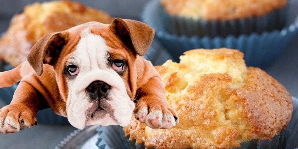 Is Lysol Disinfectant Spray Safe For Dogs