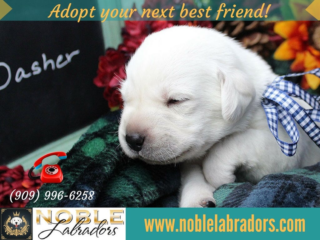 labrador puppies for sale