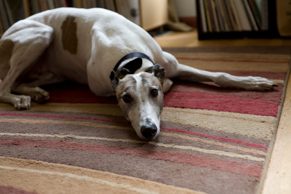 greyhound dogs as pets