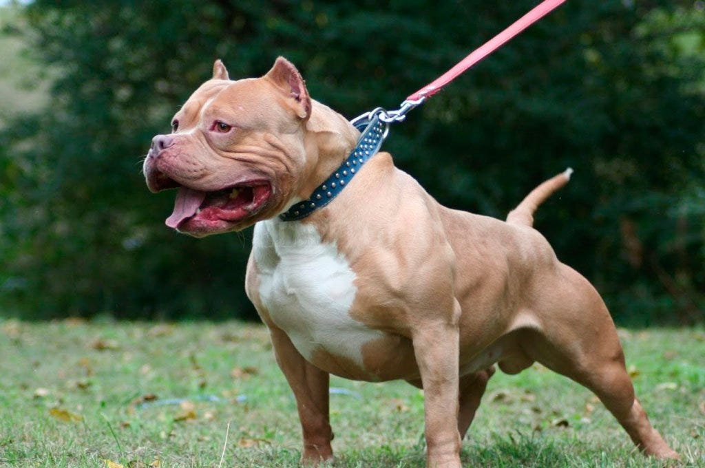 bark collar for pitbulls