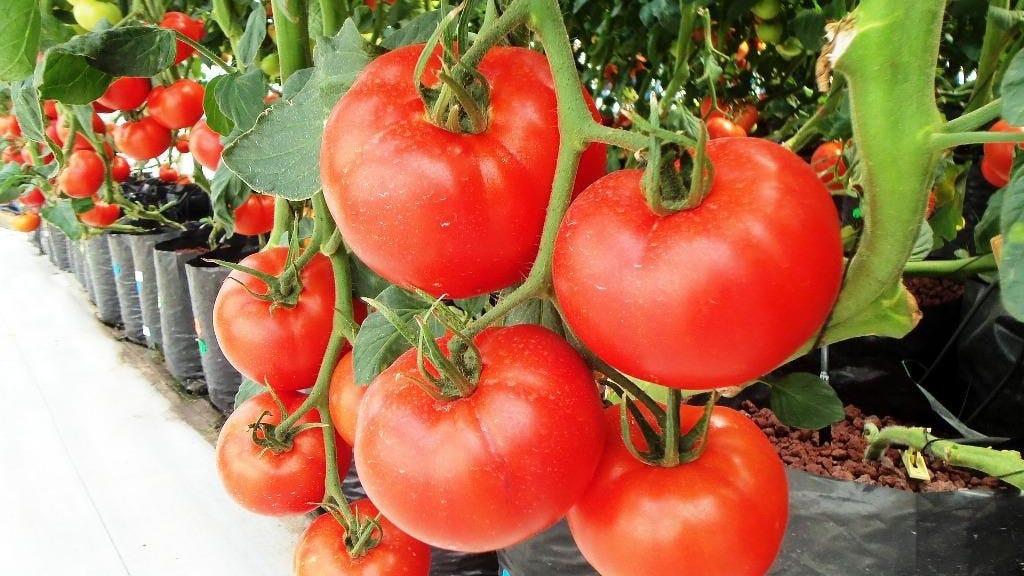 Cara Asik Menanam Tomat Dalam Polybag By Lim Corp 8 Medium