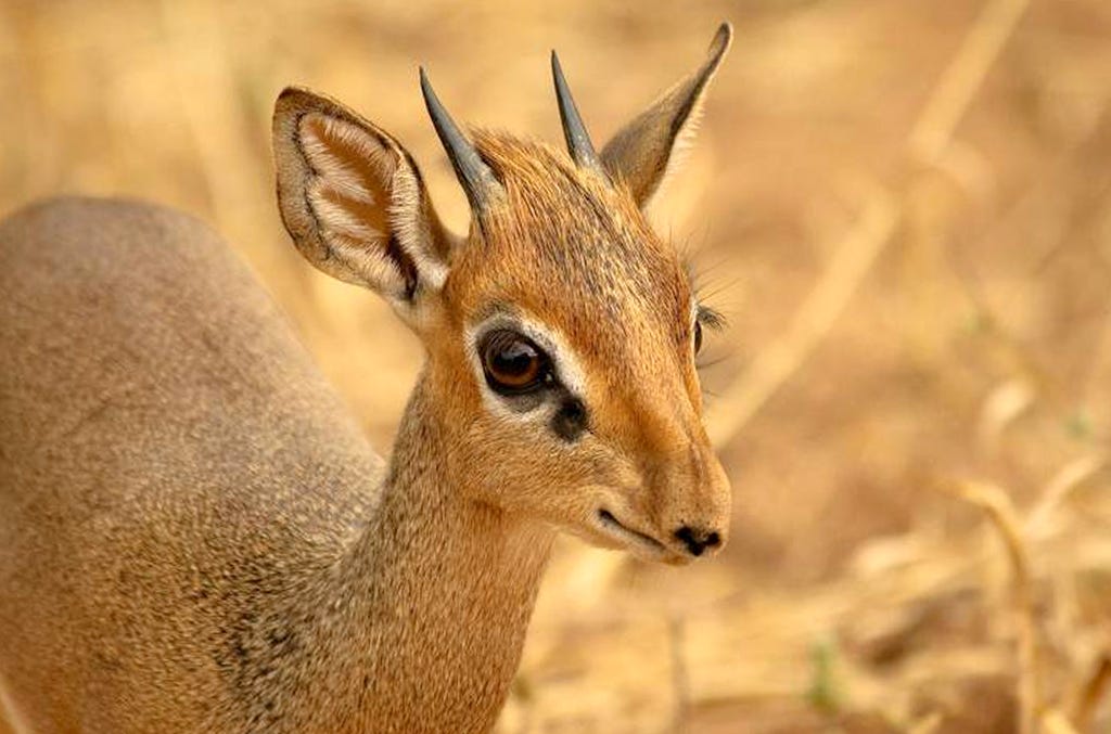 Dik Dik