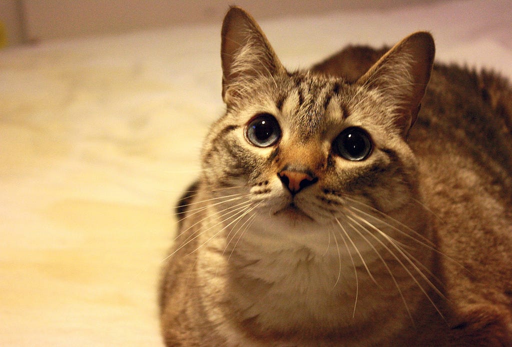 Reasons Your Cat Is Spraying or Peeing Outside The Litter Box by