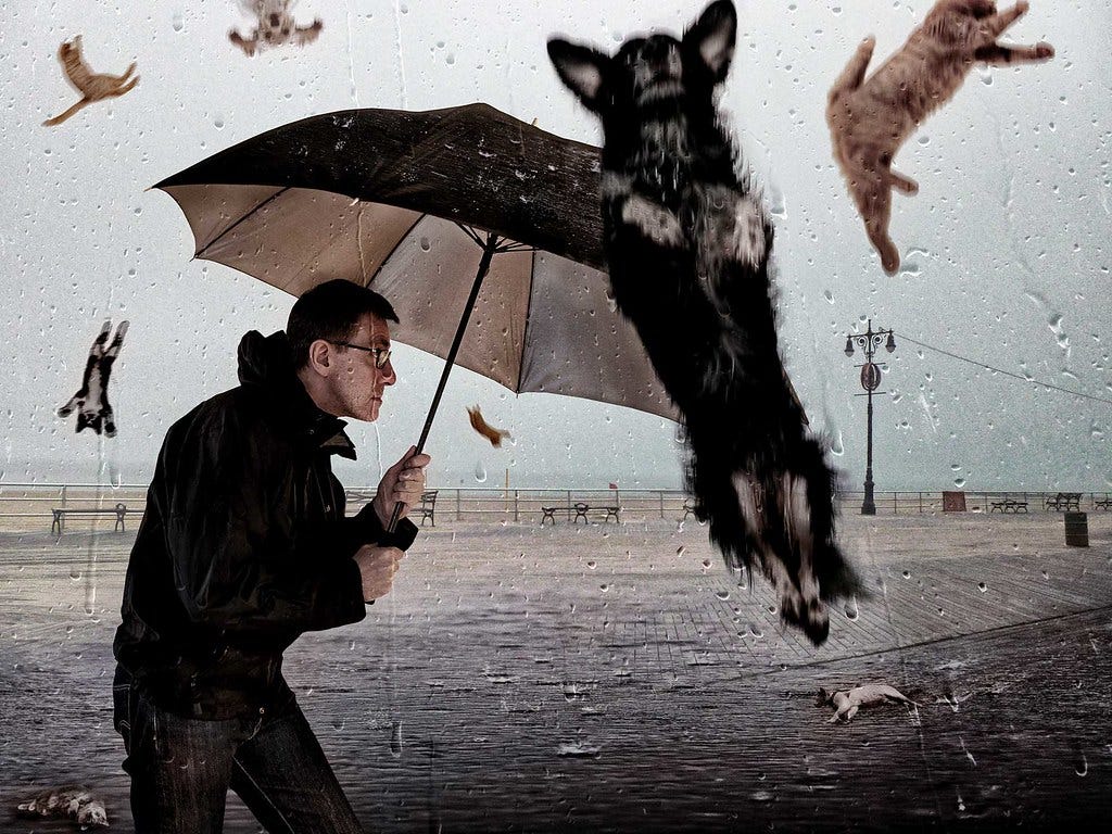 Raining Cats And Dogs Day 30 365 By Pranav Tiwari Medium