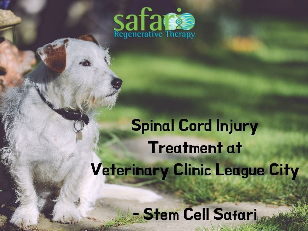 dog spinal injury treatment