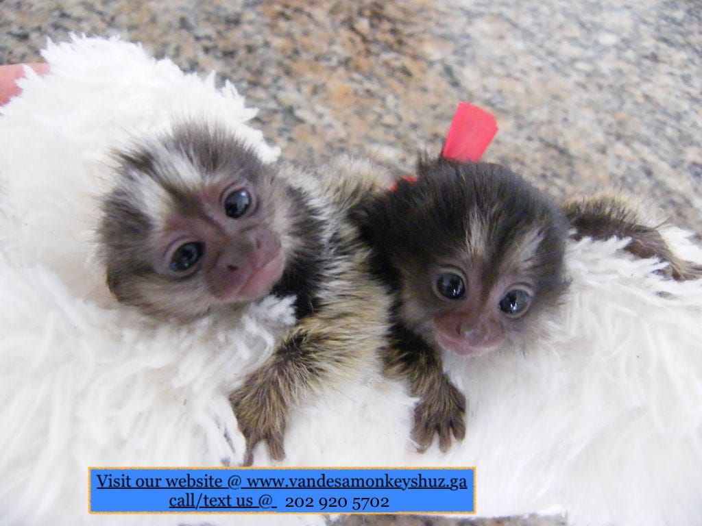 newborn finger monkey for sale