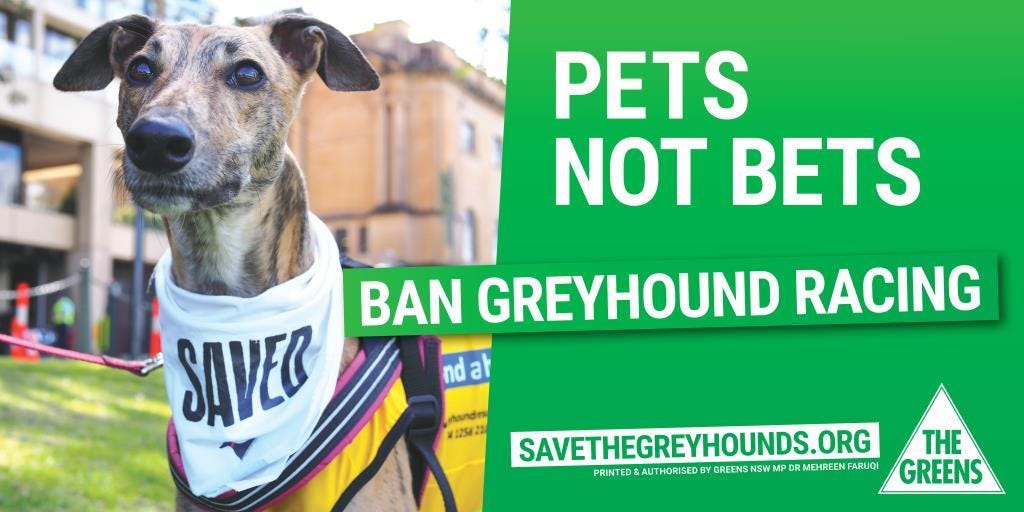 A year on since the greyhound ban backflip — and not much has changed