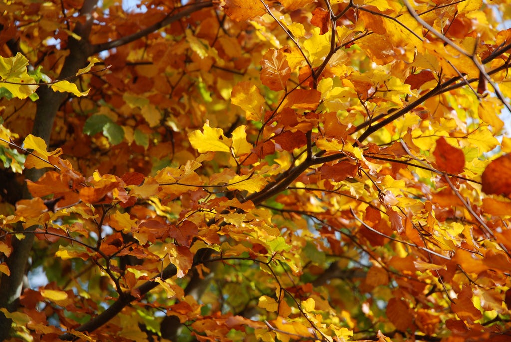 How do leaves know when to turn yellow? by eLife Roots and Shoots