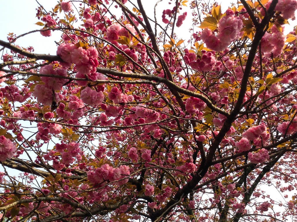 cherry blossoms kyoto