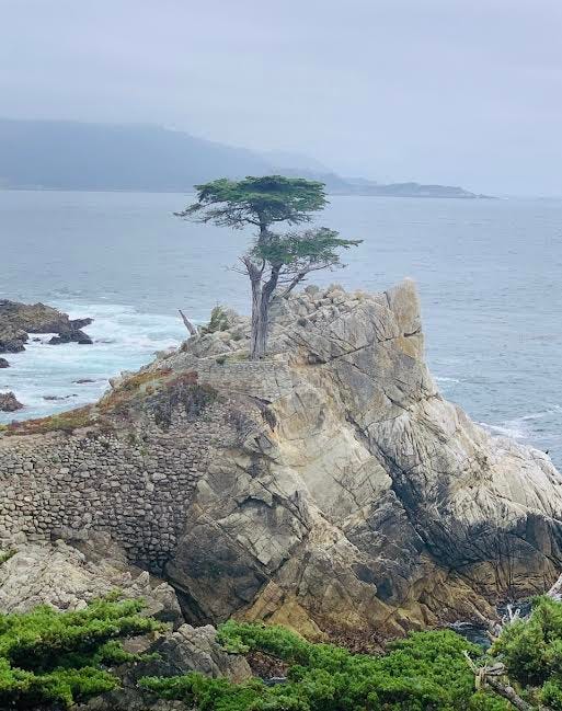 Lone Cyprus Tree in Pebble Beach, California