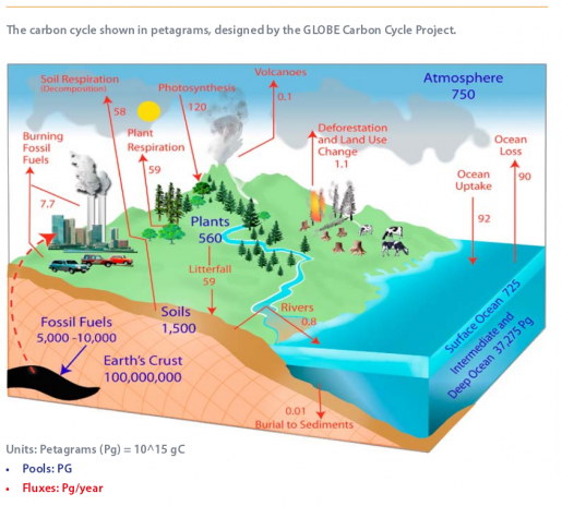 The Tropics As Carbon Sinks Miguel Camero Medium