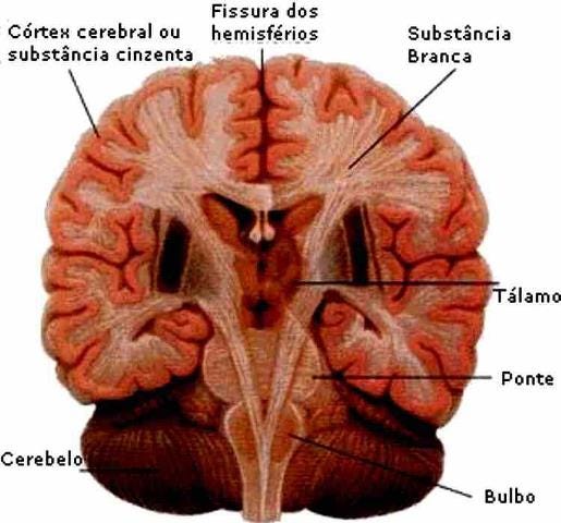 Resultado de imagem para substancia cinzenta e branca