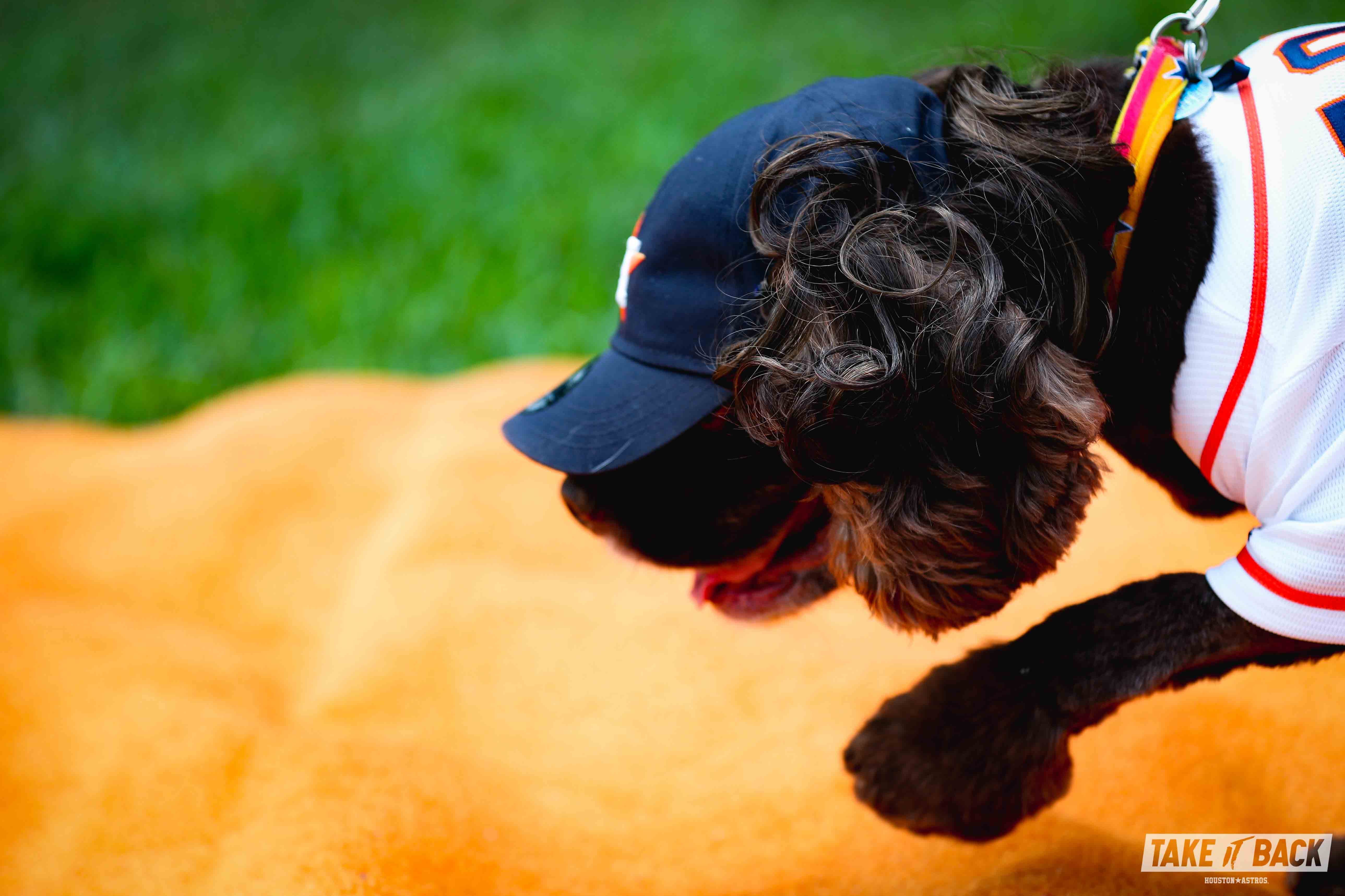 astros dog jersey
