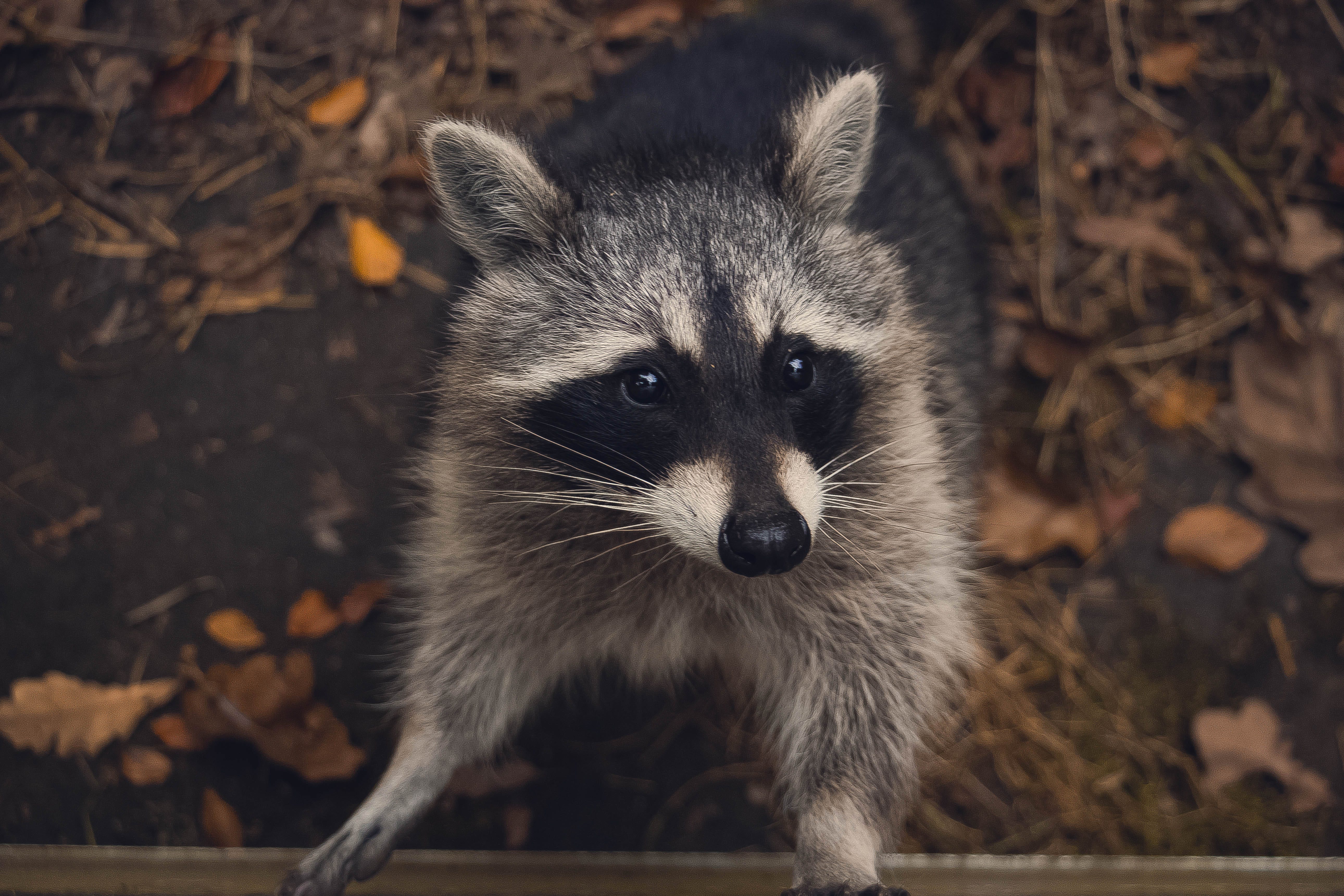 Raccoon Babies in Our Chimney - It Doesn’t Fit - Medium