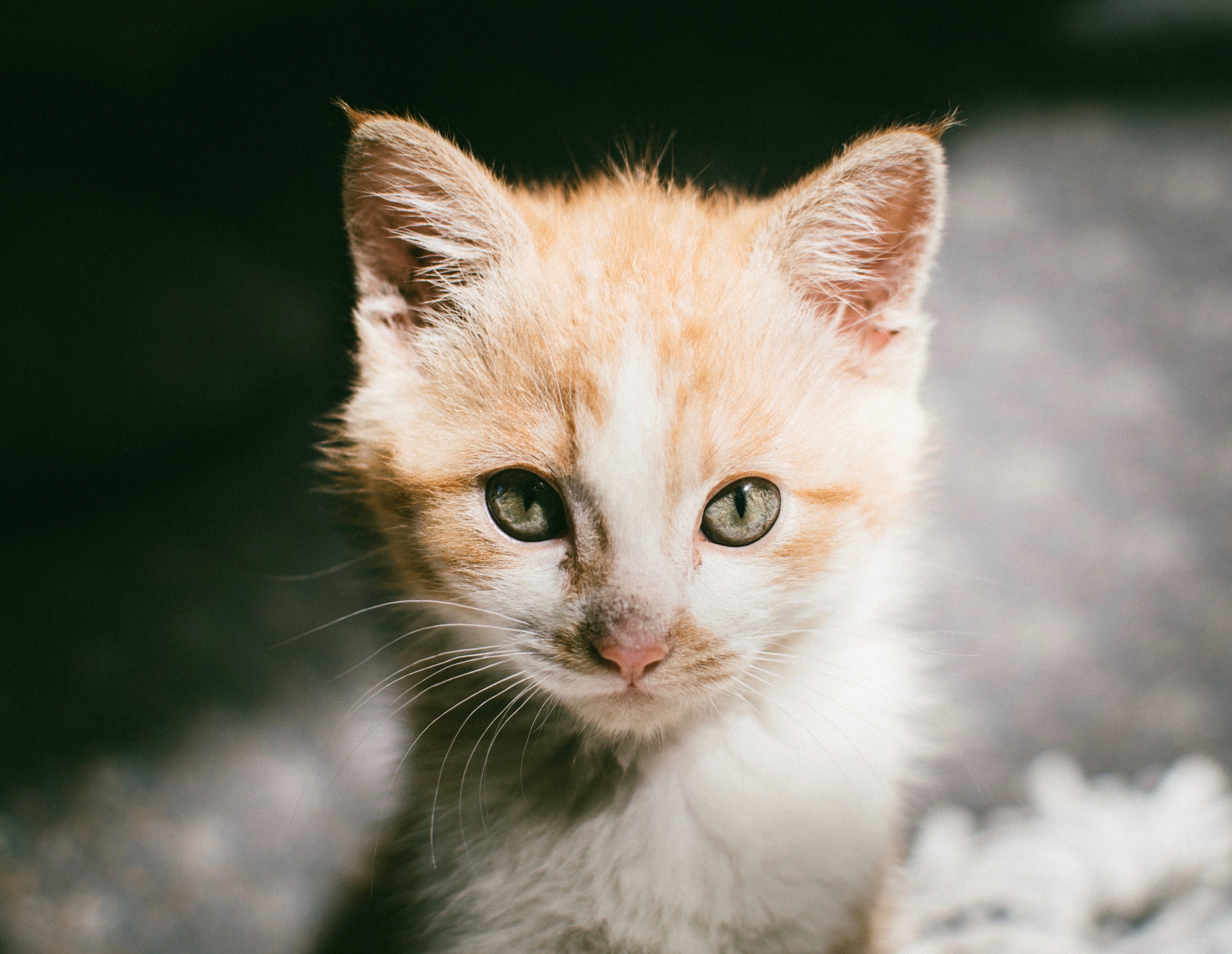 Why Adopting A Feral Kitten Is An Excellent Idea By Christine Schoenwald Creatures Medium