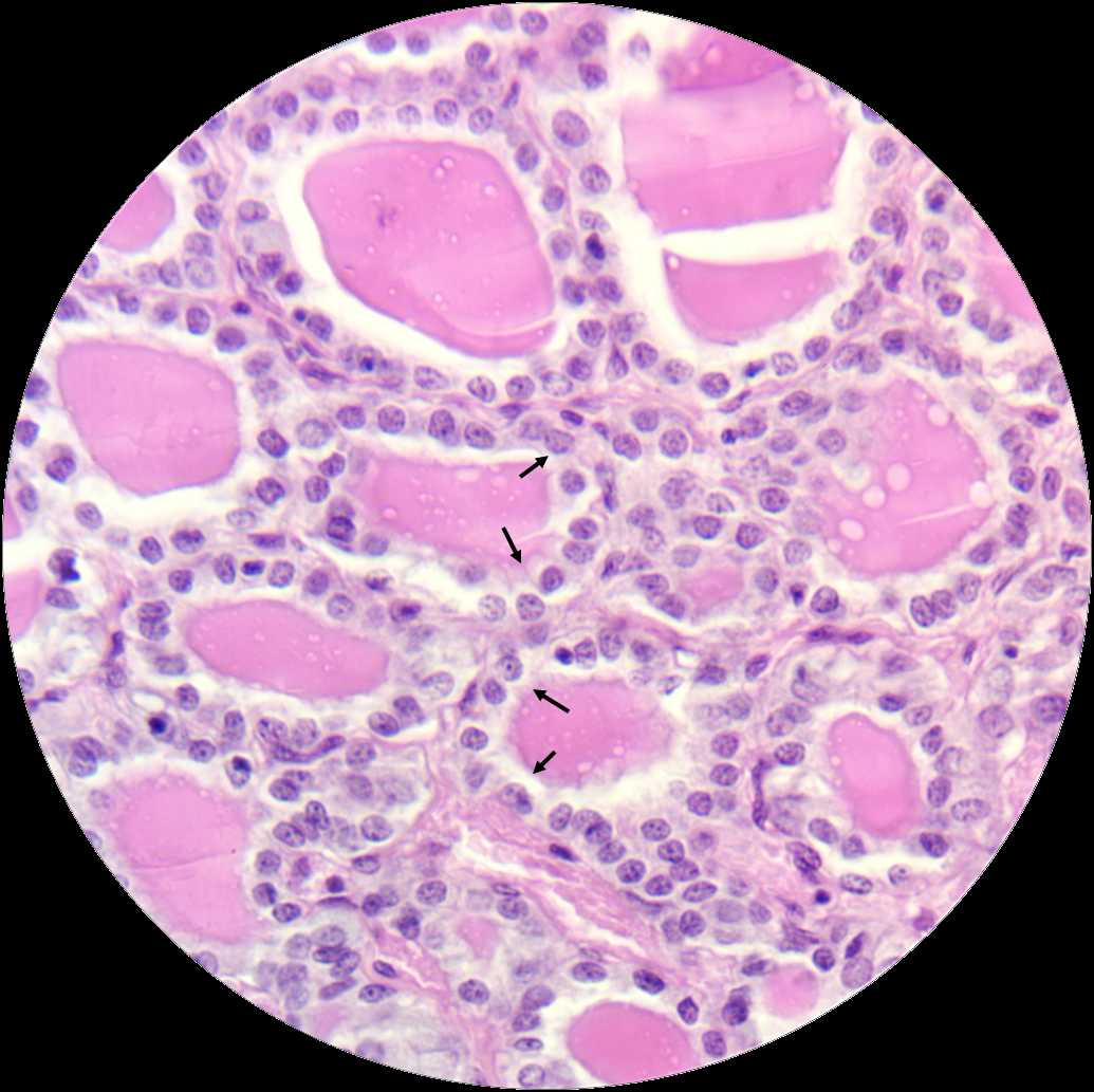 Simple cuboidal epithelium Krasimir Velikov Medium