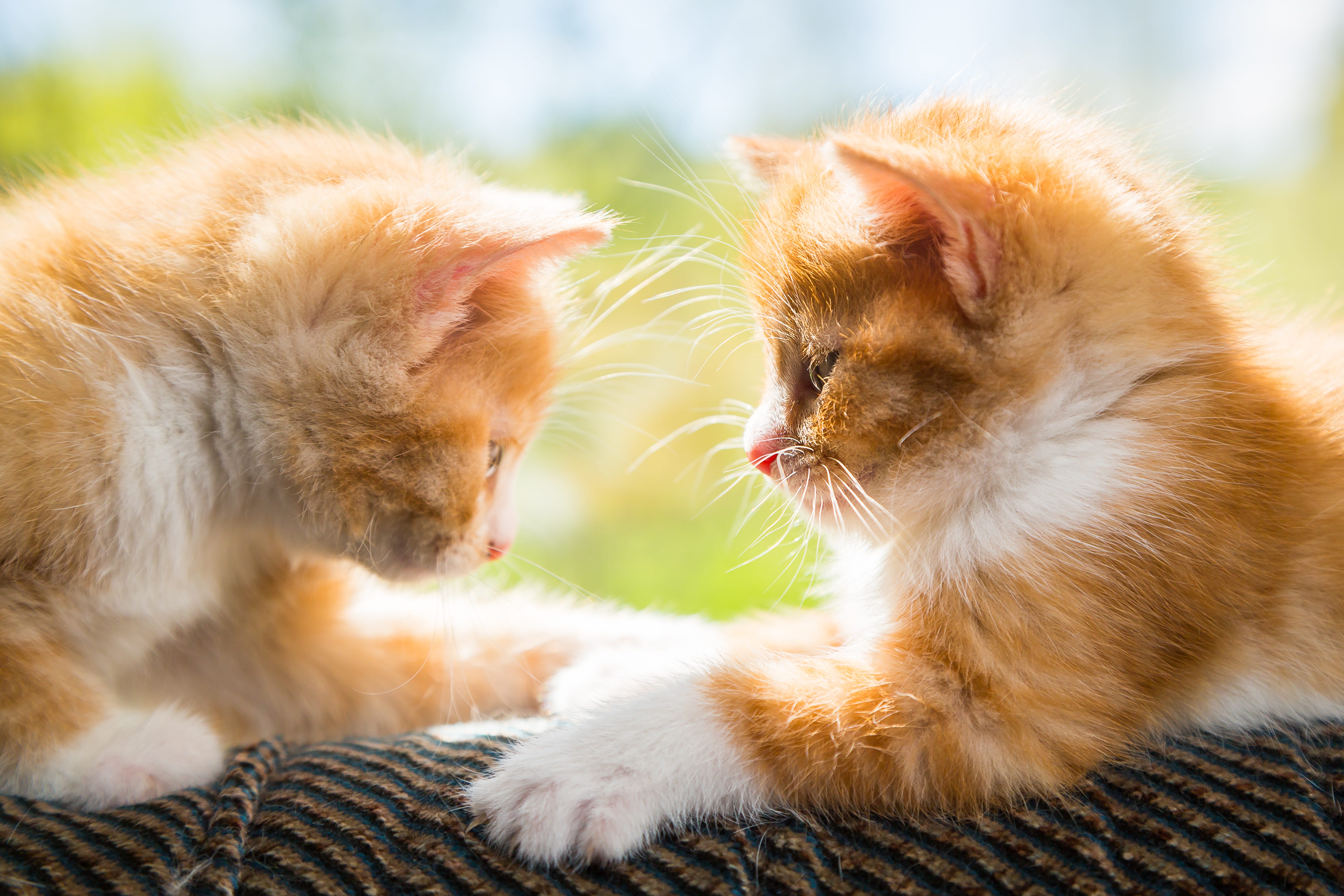 introducing a new cat to a multi cat household